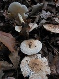 Echinoderma asperum image