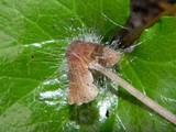 Spinellus fusiger image