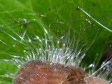 Spinellus fusiger image