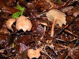 Gymnopus peronatus image