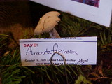 Amanita farinosa image
