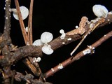 Hemimycena candida image