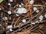 Hemimycena candida image