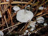 Hemimycena candida image