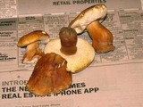 Gyroporus castaneus image