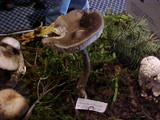 Amanita pachycolea image
