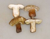 Gyroporus castaneus image