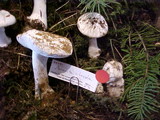 Amanita silvicola image