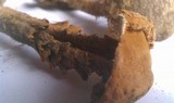 Battarrea phalloides image