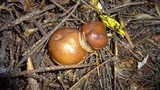 Rhodocollybia butyracea image