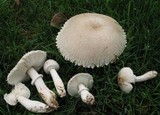 Leucoagaricus barssii image