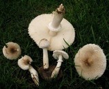 Leucoagaricus barssii image