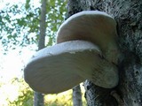 Pleurotus dryinus image
