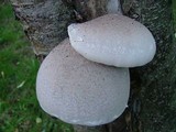 Pleurotus dryinus image