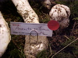 Amanita smithiana image