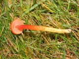 Hygrocybe miniata image