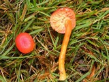 Hygrocybe miniata image