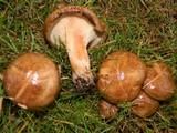 Paxillus involutus image