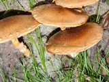 Pholiota terrestris image