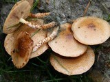 Pholiota terrestris image