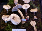Amanita smithiana image