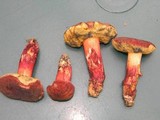 Boletus rubellus image