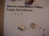 Barssia oregonensis image