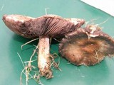 Agaricus micromegethus image