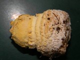 Amanita muscaria var. flavivolvata image
