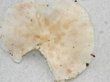 Melanoleuca verrucipes image