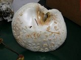 Amanita smithiana image