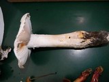 Amanita smithiana image