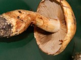Cortinarius variosimilis image
