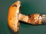 Cortinarius variosimilis image