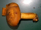 Tricholomopsis decora image