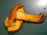 Tricholomopsis decora image