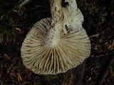 Hygrophorus inocybiformis image