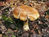 Cortinarius praestans image