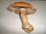 Cortinarius praestans image