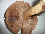 Cortinarius praestans image