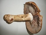 Cortinarius praestans image