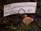 Cystodermella cinnabarina image