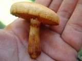 Gymnopilus luteus image