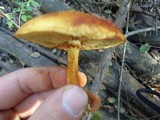 Gymnopilus luteus image