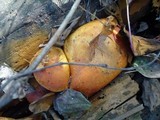 Gymnopilus luteus image