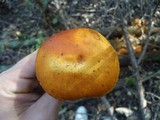 Gymnopilus luteus image