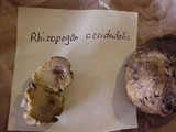 Rhizopogon occidentalis image