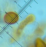 Conocybe siliginea image