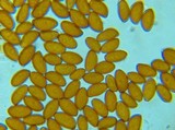 Conocybe siliginea image