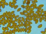 Conocybe siliginea image